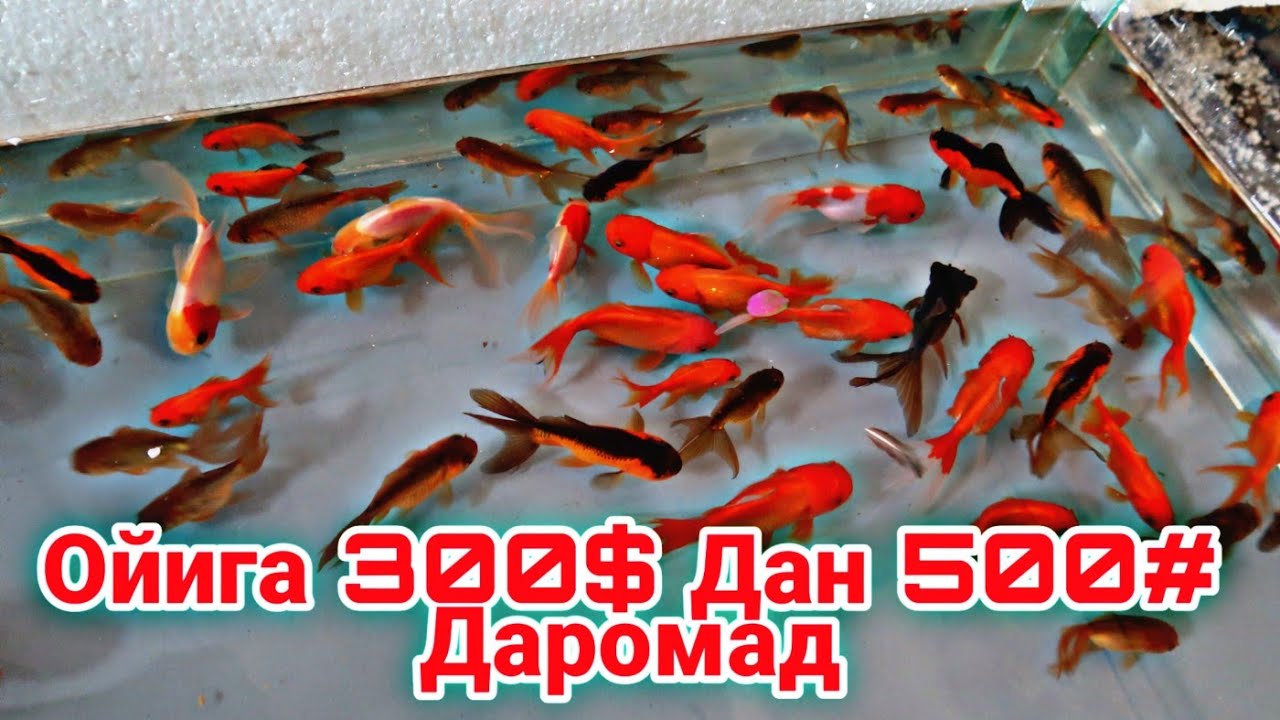 300$-500$ ДАРОМАД БАЛИК БОКИШ БИЗНЕСИ УЙ ШАРОИТИДА