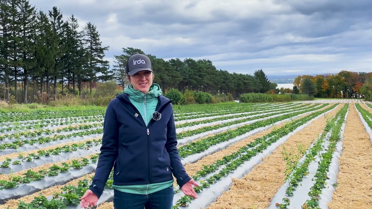 Indicateurs clés de la performance des systèmes d'irrigation: goutte-à-goutte