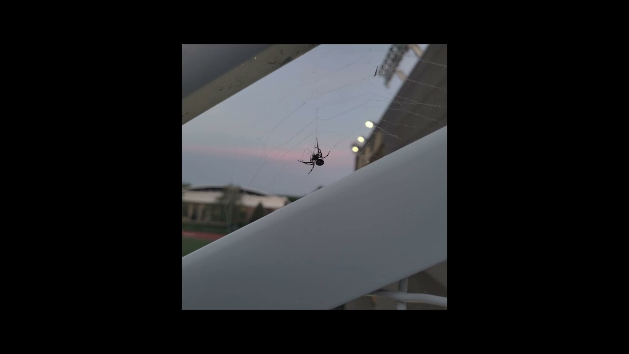 A Spider's Web