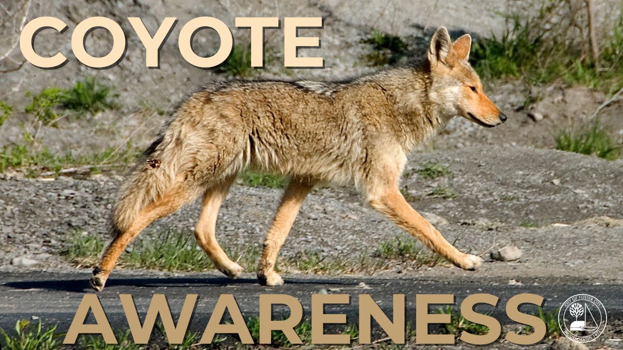 Coyote Awareness | Foster City