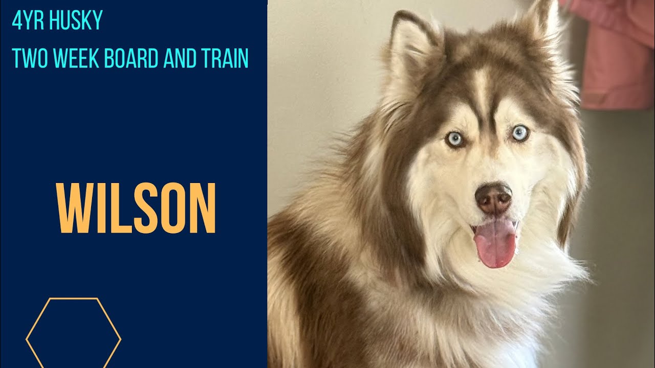 4yr Husky | Off Leash K9 Training | Columbia SC