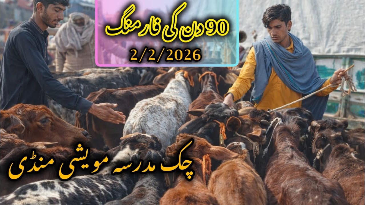 Chak Madrasa Mandi Update: 90 Days Farming Calf Rates 2026 | قوی بابا بہاول نگر