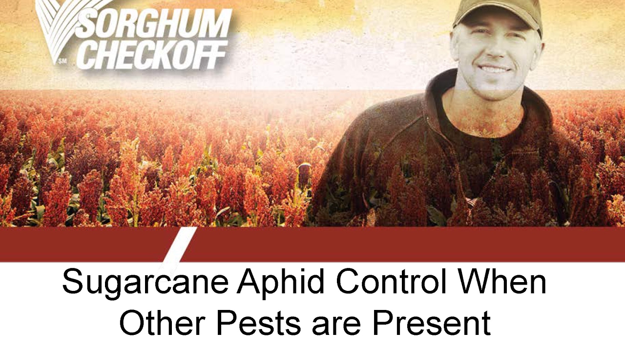 Sugarcane Aphid Management 5 - Control When Other Pests Present