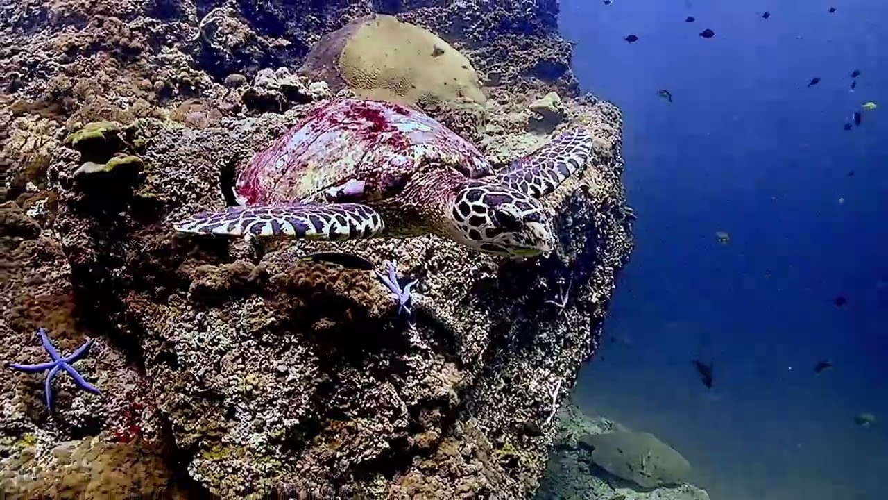 TURTLE COMING THROUGH 