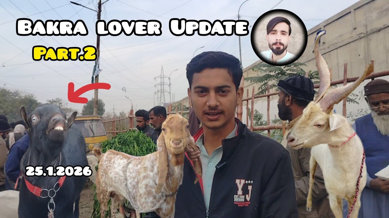 Lalukhet Bakra Mandi latest Update  Jan.25, 2026 Pink Dumba Or Bakra Makkahi Sunday Karachi video