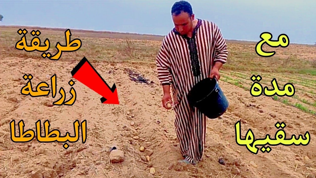 طريقة زراعة البطاطا 🥔🥔/وشحال المدة ديال سقي🤔🤔