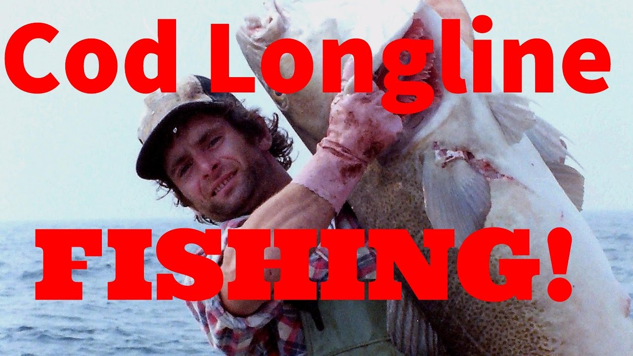 Cod longline fishing with Georgie B