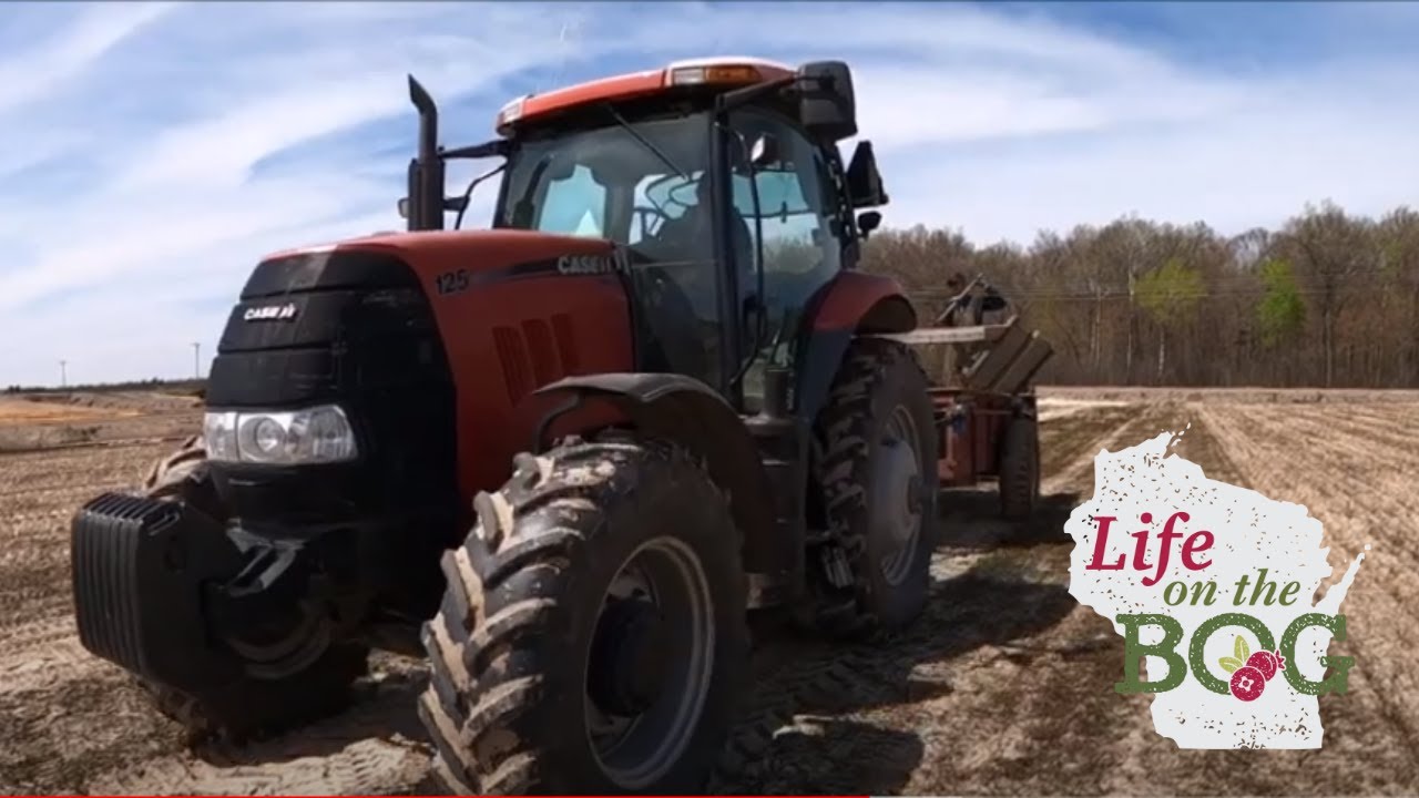 How to Plant Cranberries