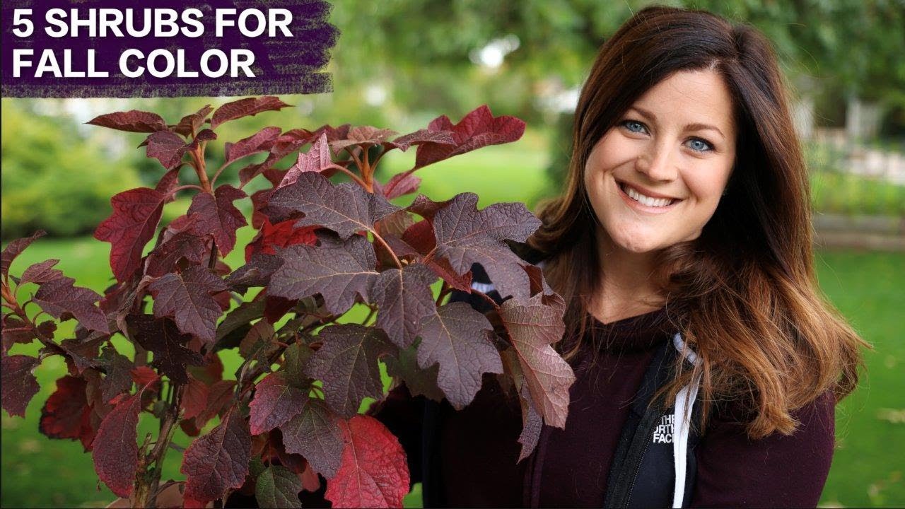 Top 5 Shrubs for Fall Color | Proven Winners Favorites