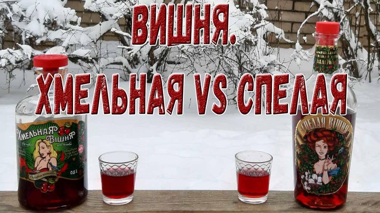 Вишня. Хмельная vs спелая.