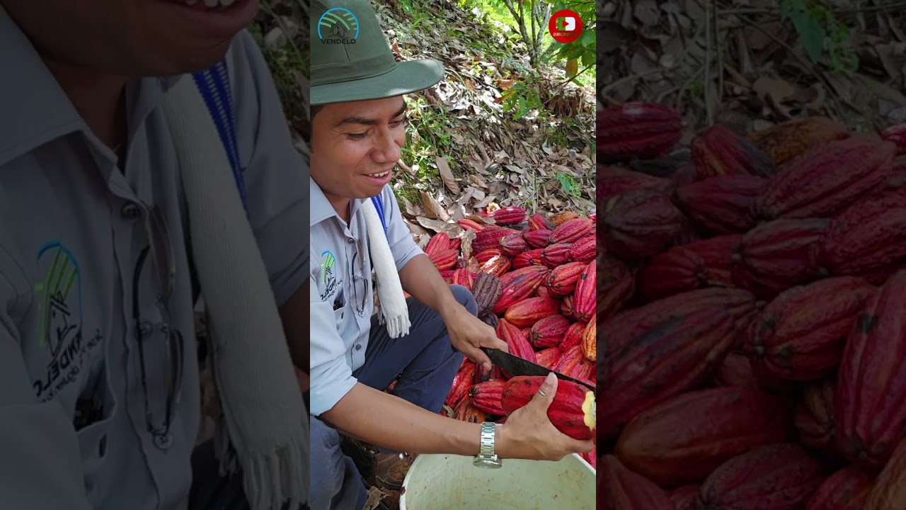 Finca 7 hectáreas con Cacao  en producción a media hora de Dabeiba