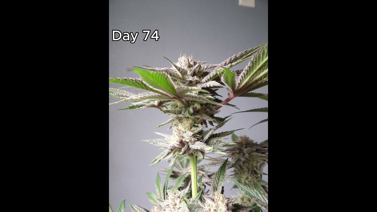 Zkittles Autoflower Seed to Harvest