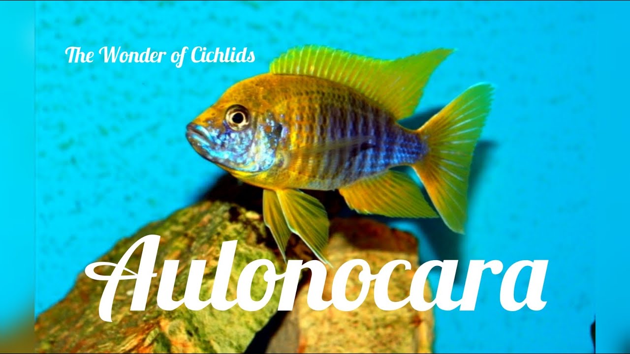Our Aulonocara @ The Wonder of Cichlids