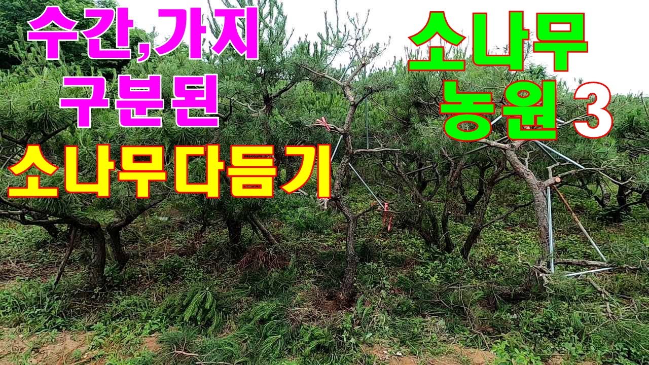 소나무농원 3 - 수간과 가지 구분된 소나무 다듬기 - 되도록이면 줄기와 가지를 보이게 다듬어 주세요.  #소나무전지 #정원관리 #소나무관리 #소나무수형