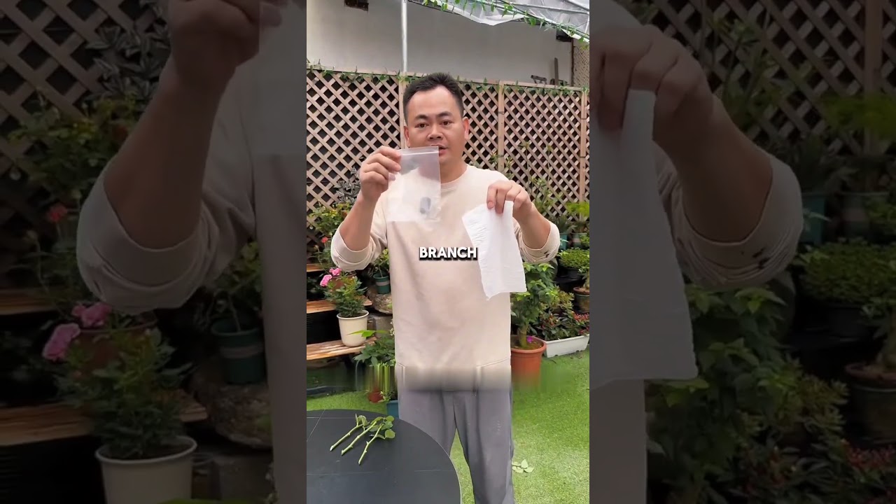 rose plant propagation method easy to try #rose #propagation