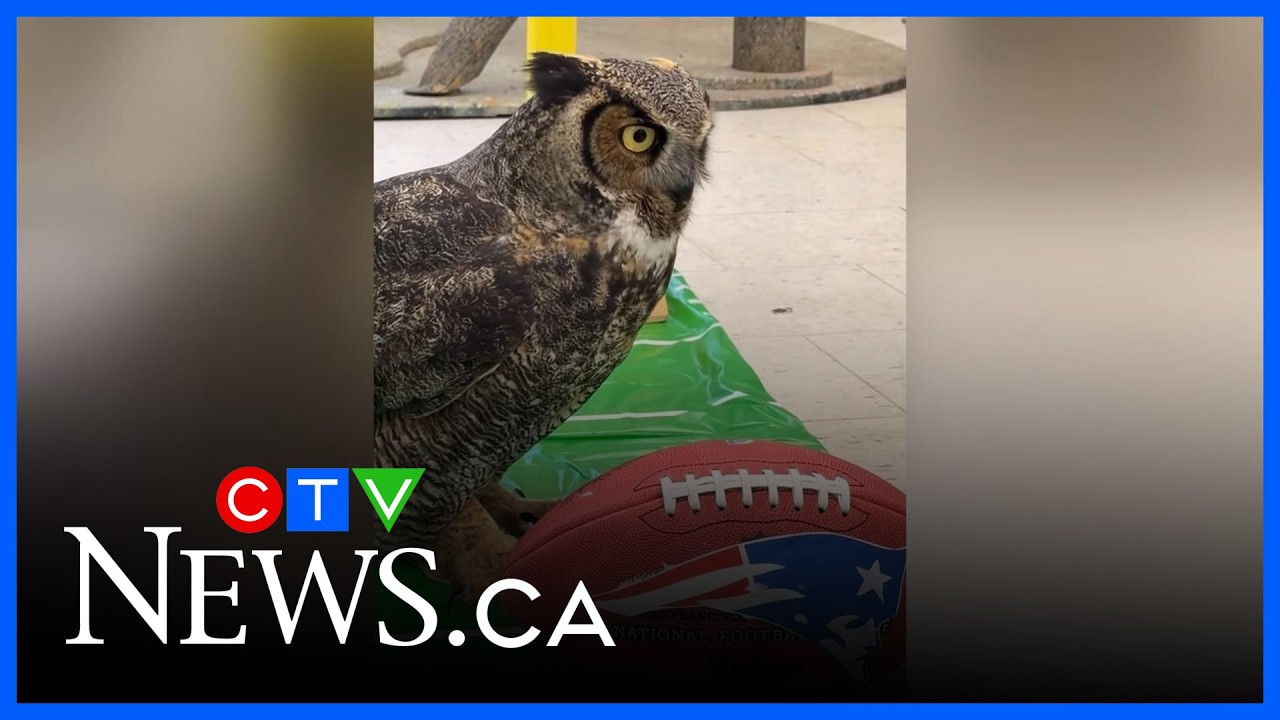 What a hoot! | Toronto Zoo owl makes a Super Bowl prediction