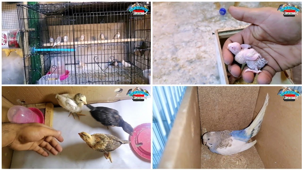 فتح اعشاش الطيور حب 😁 شوفوا الكتاكيت شلون صاراً 😍 عزلت افراخ الفناجس