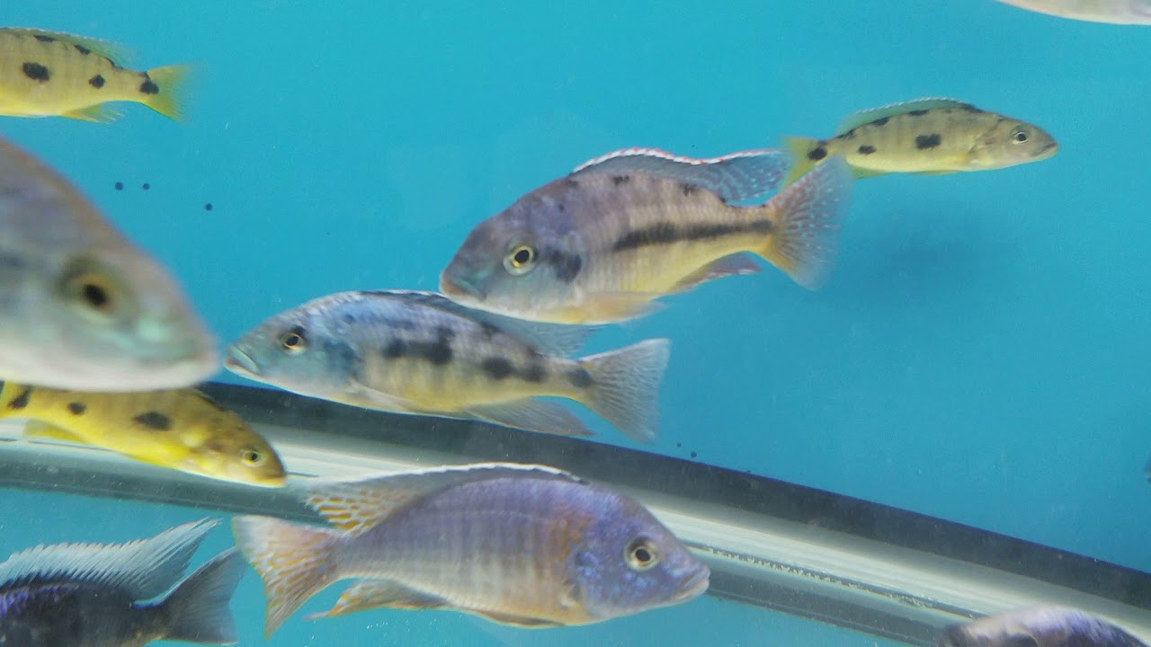 Beantown Aquatics March Inventory Walk Through