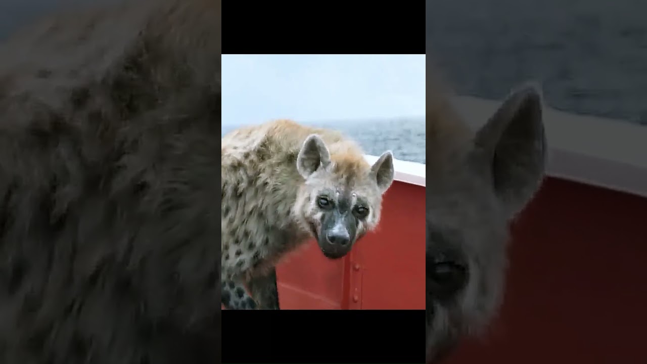🌊🐯 Life of Pi — Dawn on the Lifeboat: Zebra, Hyena, Orangutan… then Richard Parker 🛶🍌