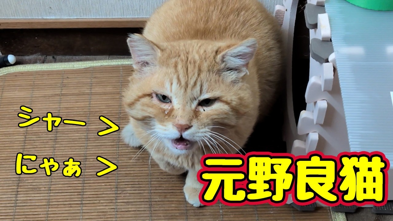 やっぱり間違える【元野良猫】