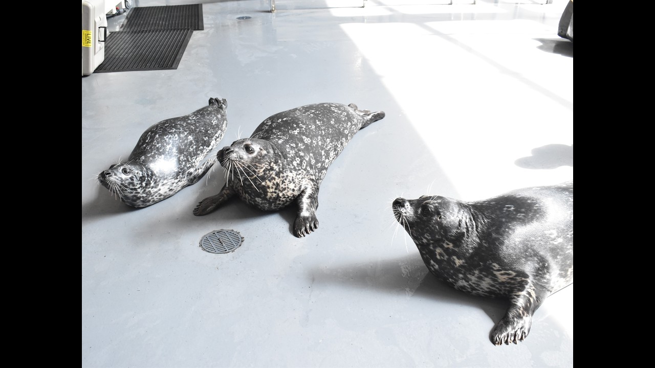 Georgia Aquarium (September 2025 to February 2026)
