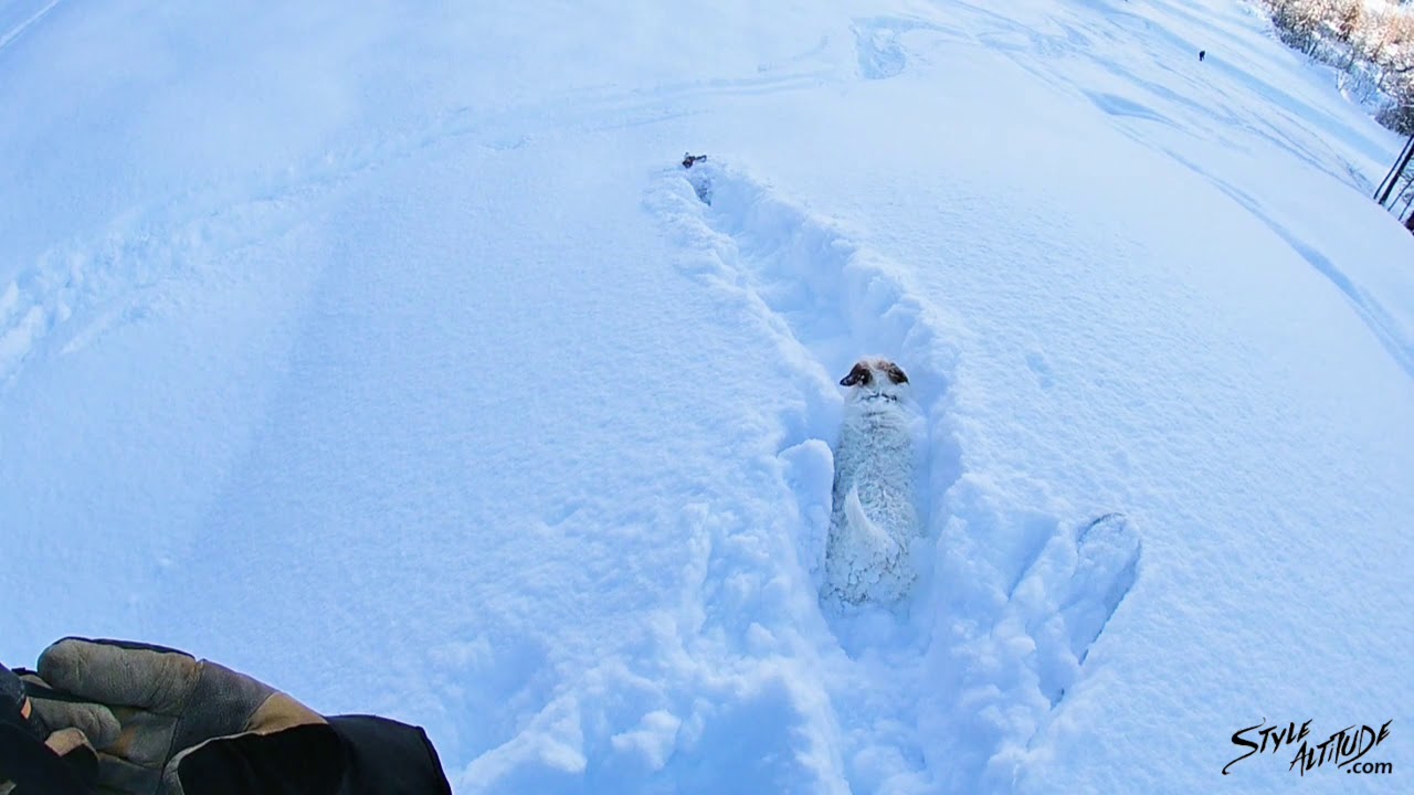 Le Bez  dogs powder ski tour