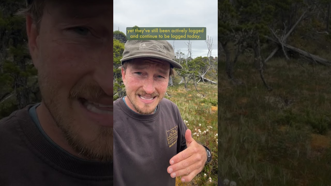 Old Growth Bog Forest Ecosystems & how they contribute to greenwashing