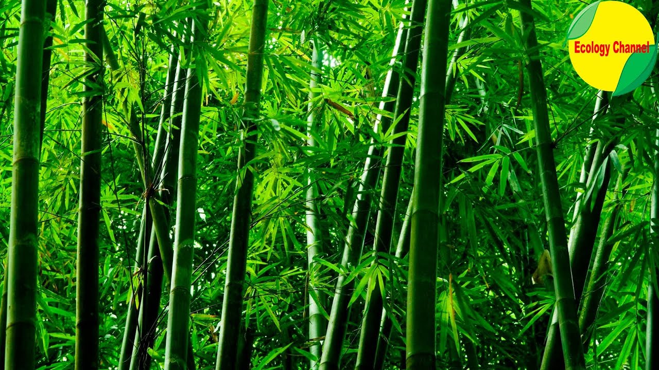 12 Lindas Variedades de Bambús