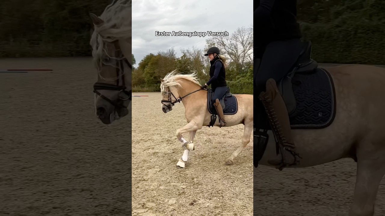 Erster Au&szlig;engalopp🤯 #pferd #pferde #equestrian