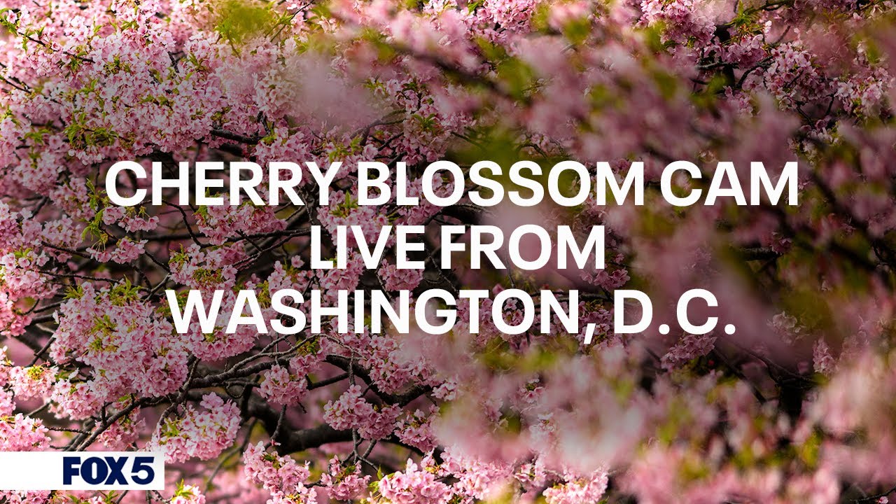 Live: Cherry Blossoms reach peak bloom in DC