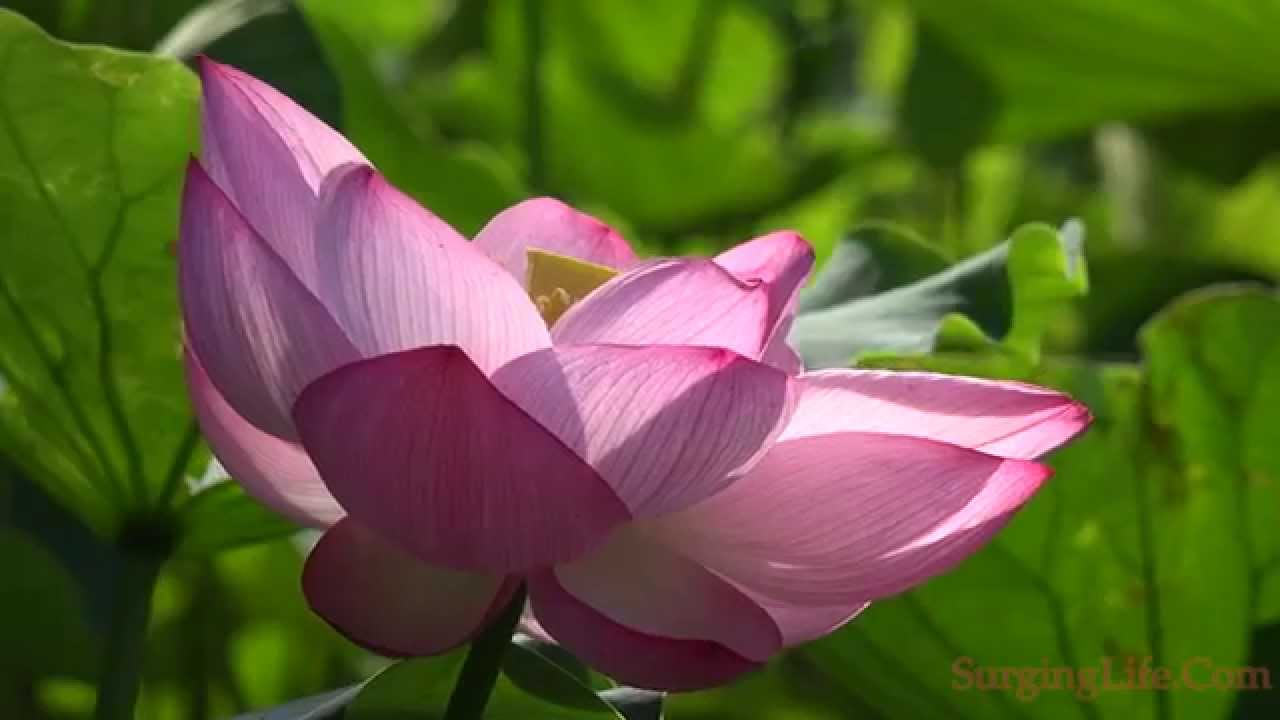 10 Minute Flower Meditation Video Tilting Pink Lotus With Nature Sounds 4k UHD