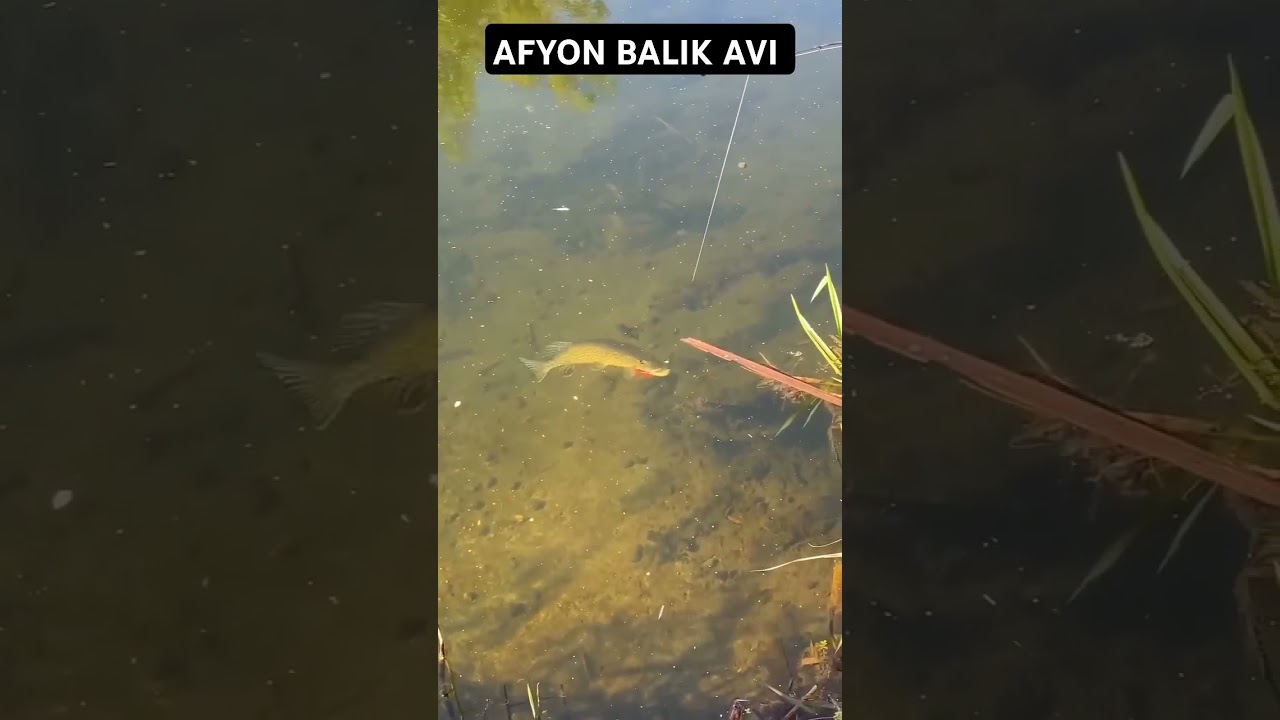 AFYON BALIK AVI 🐋🐋🫣 #fishing #balık #carpfishing #fish #doğa #sazanavi  #turnabalığı #sazan