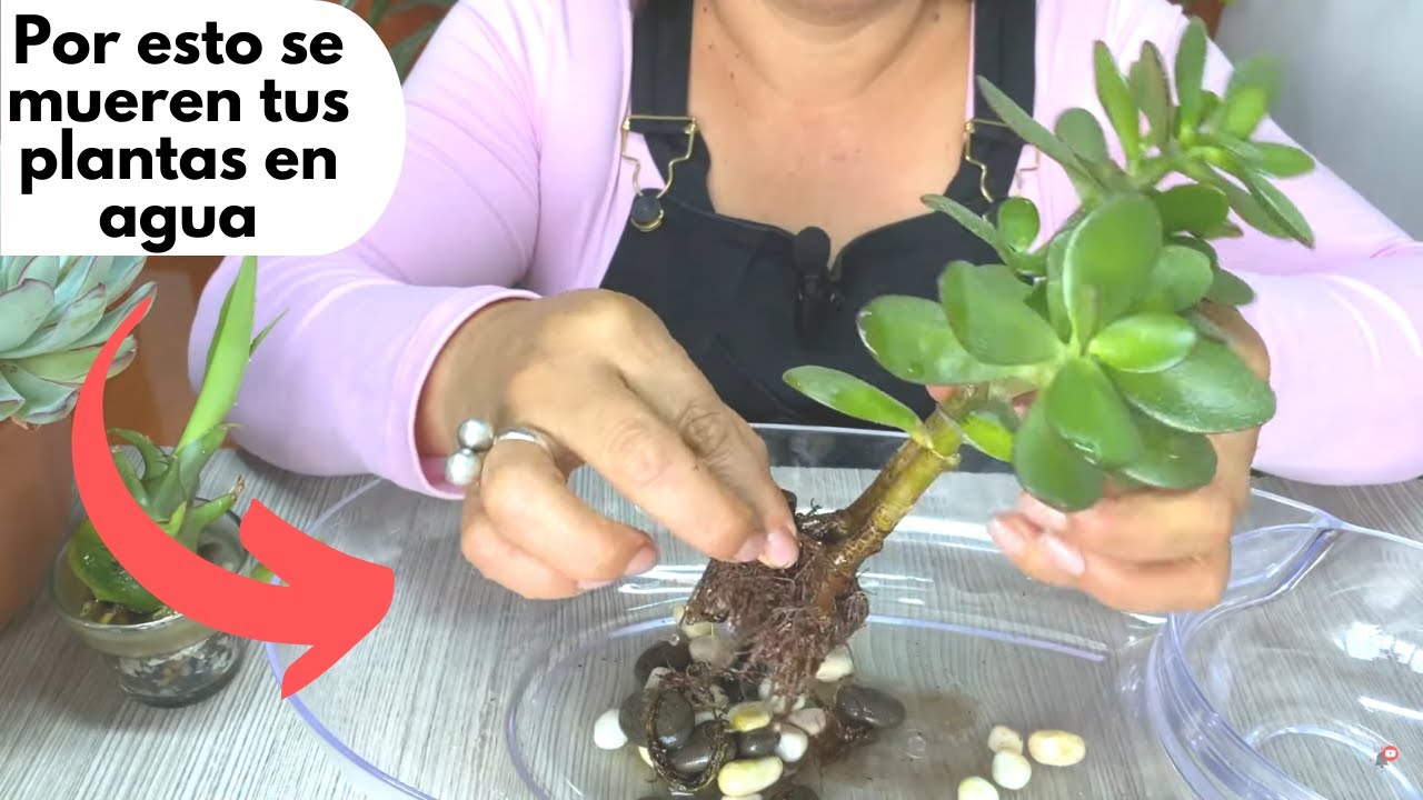 No hagas esto con tus plantas en agua!!