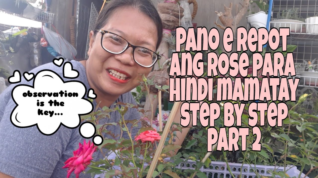 PANO E REPOT ANG ROSE GALING SEEDLING BAG. STEP BY STEP PARA HINDI MAMATAY (part 2)