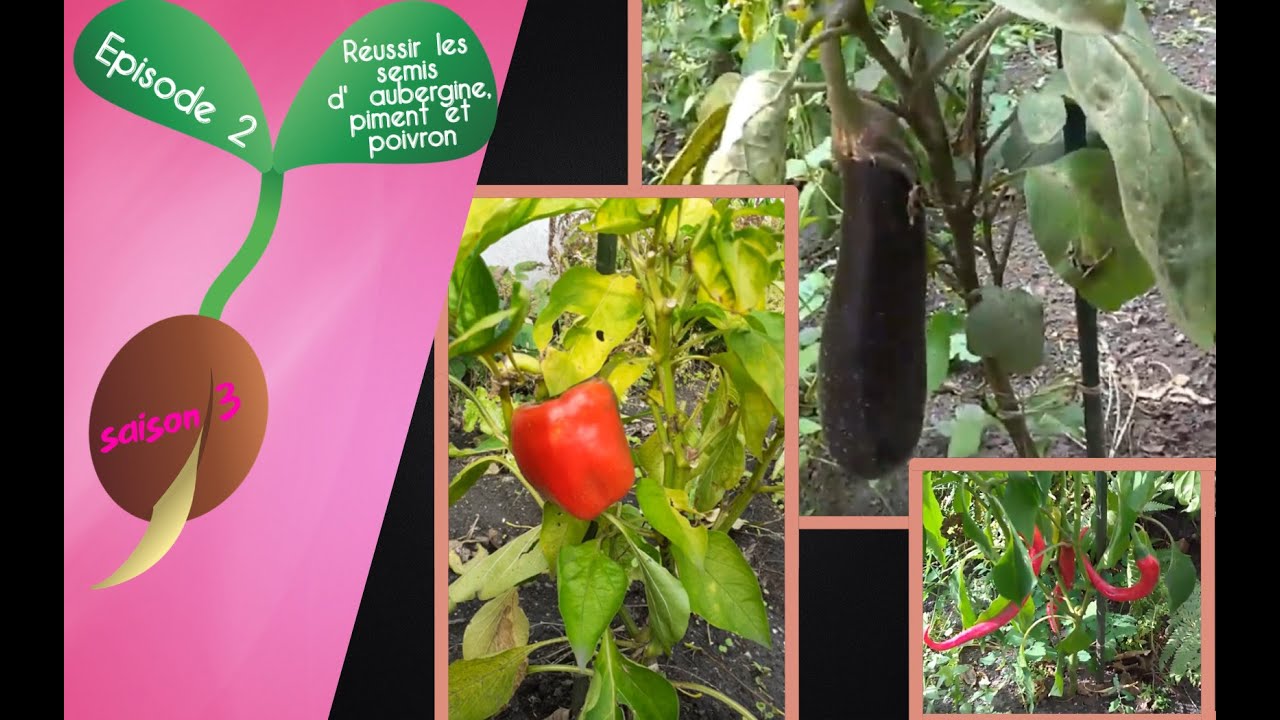 🍆S3 - Episode 2 : Réussir les semis d'aubergine, piment et poivron🍆