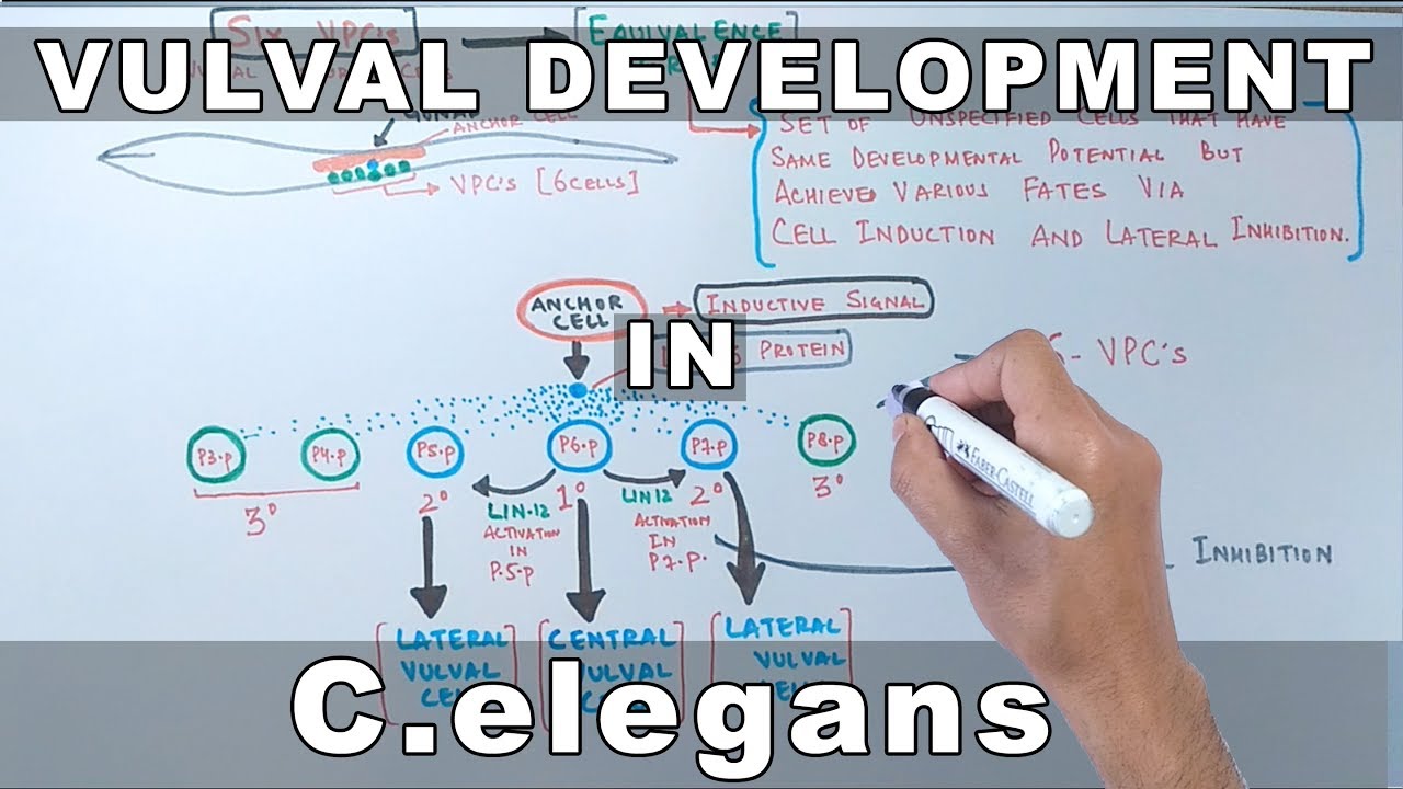Развитие вульвы у C.elegans