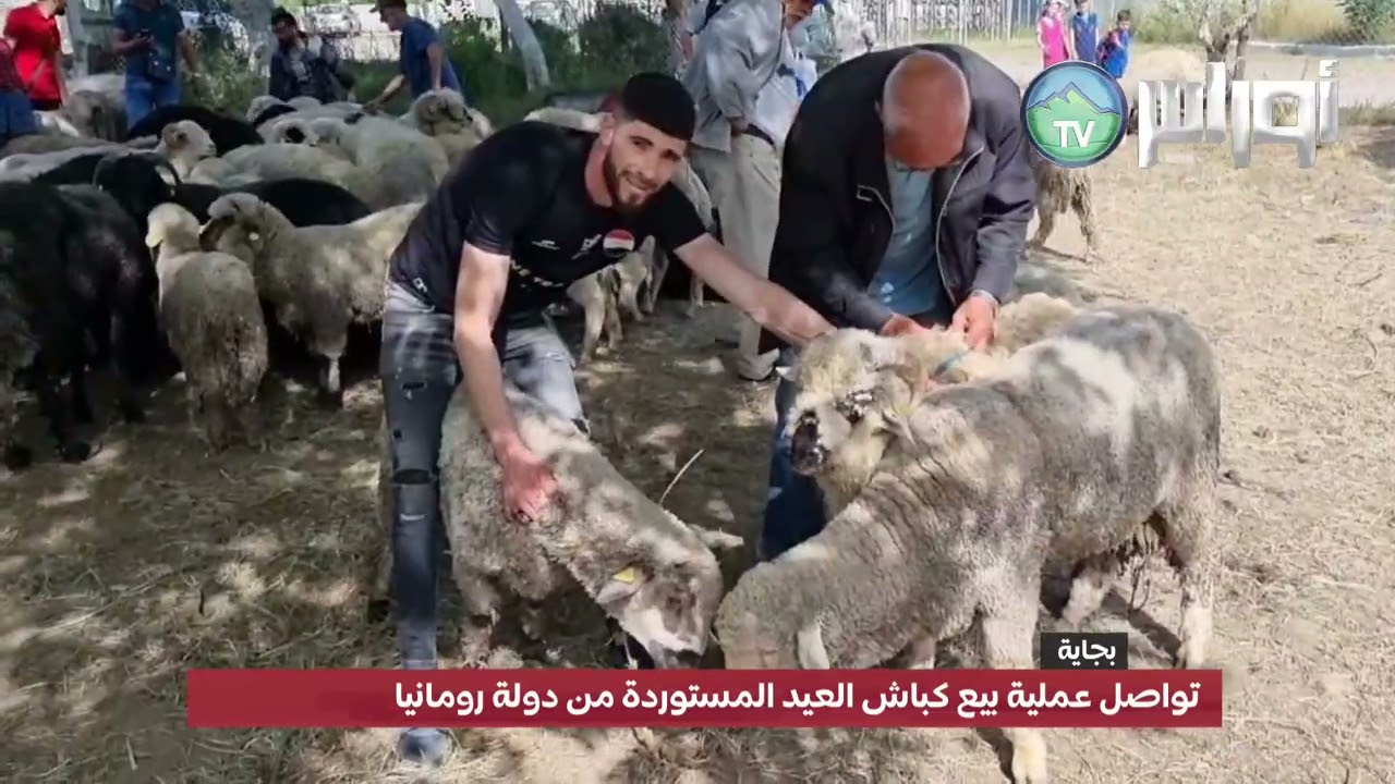 تواصل عملية بيع كباش العيد المستوردة من دولة رومانيا