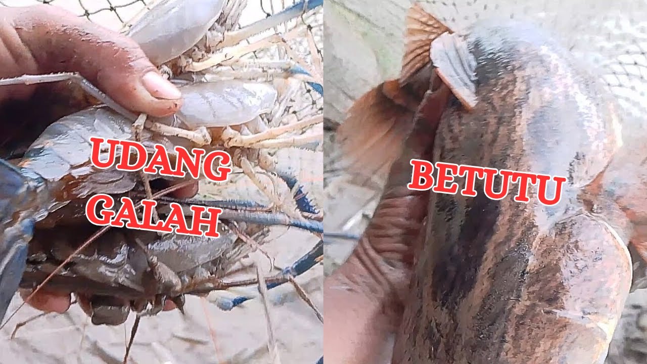 PANEN IKAN DI DUA SPOT BARU - HASIL MENGHADANG SUNGAI [AMPAS]