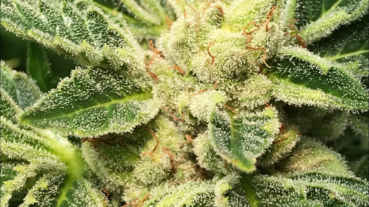 2020 outdoor Grow spring harvest