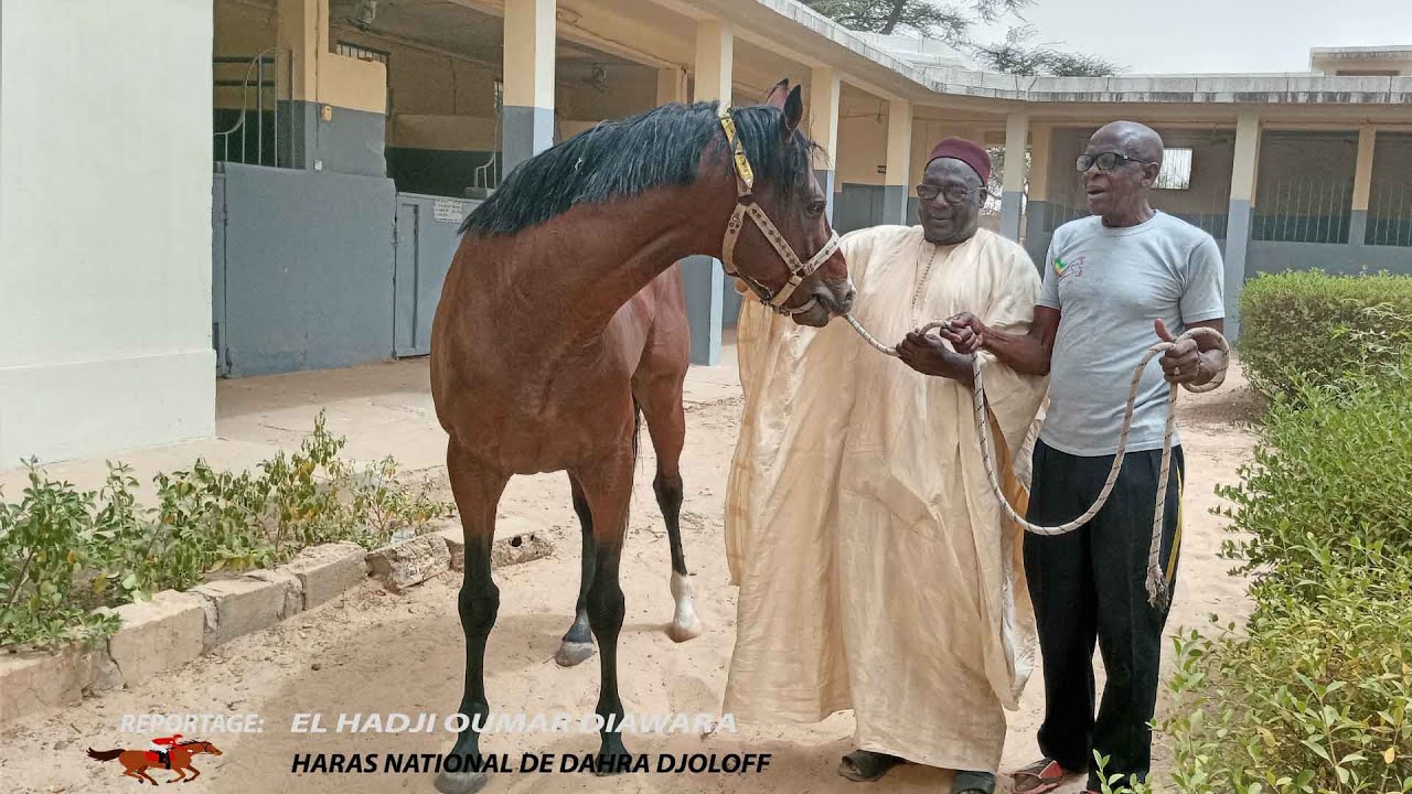 Reportage au haras national de Dahra
