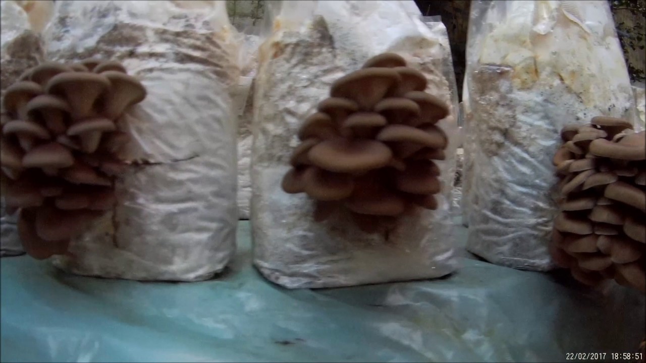 Pleurotus ostreatus