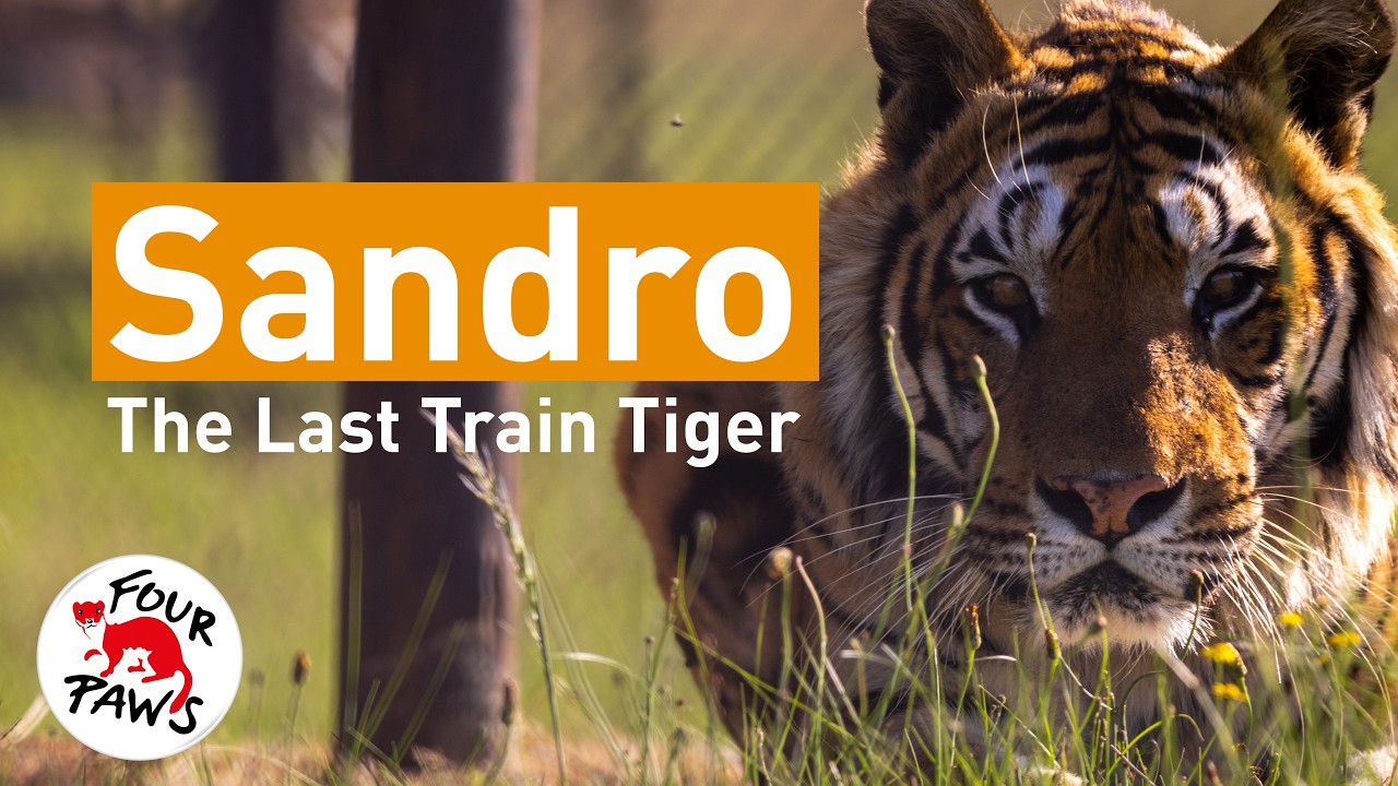 Sandro | The Last Train Tiger | FOUR PAWS South Africa | [SUBS]