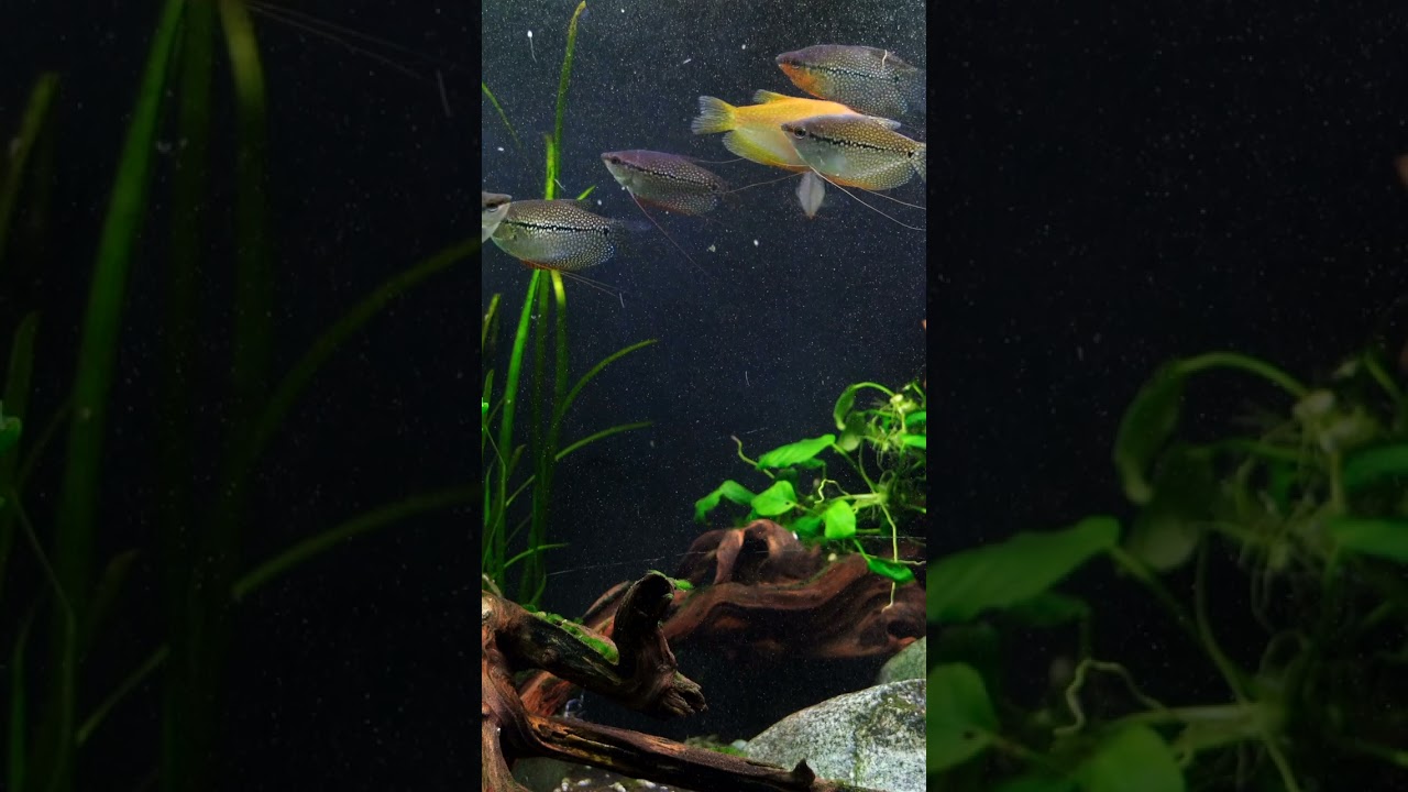 Pearl Gourami vs Dwarf Gourami #shorts