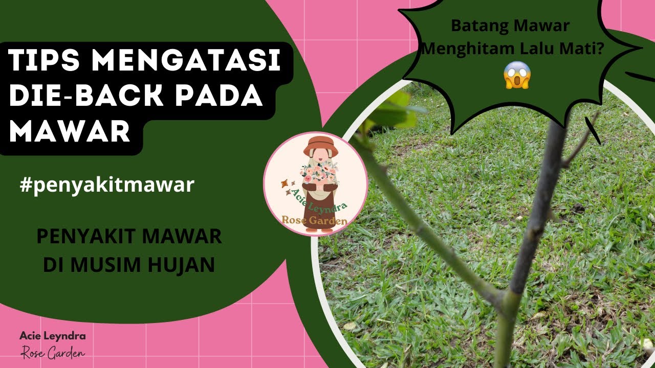 Mengatasi Masalah Die Back Pada Mawar // Batang Mawar Menghitam Lalu Menjalar Ke Pangkal Batang