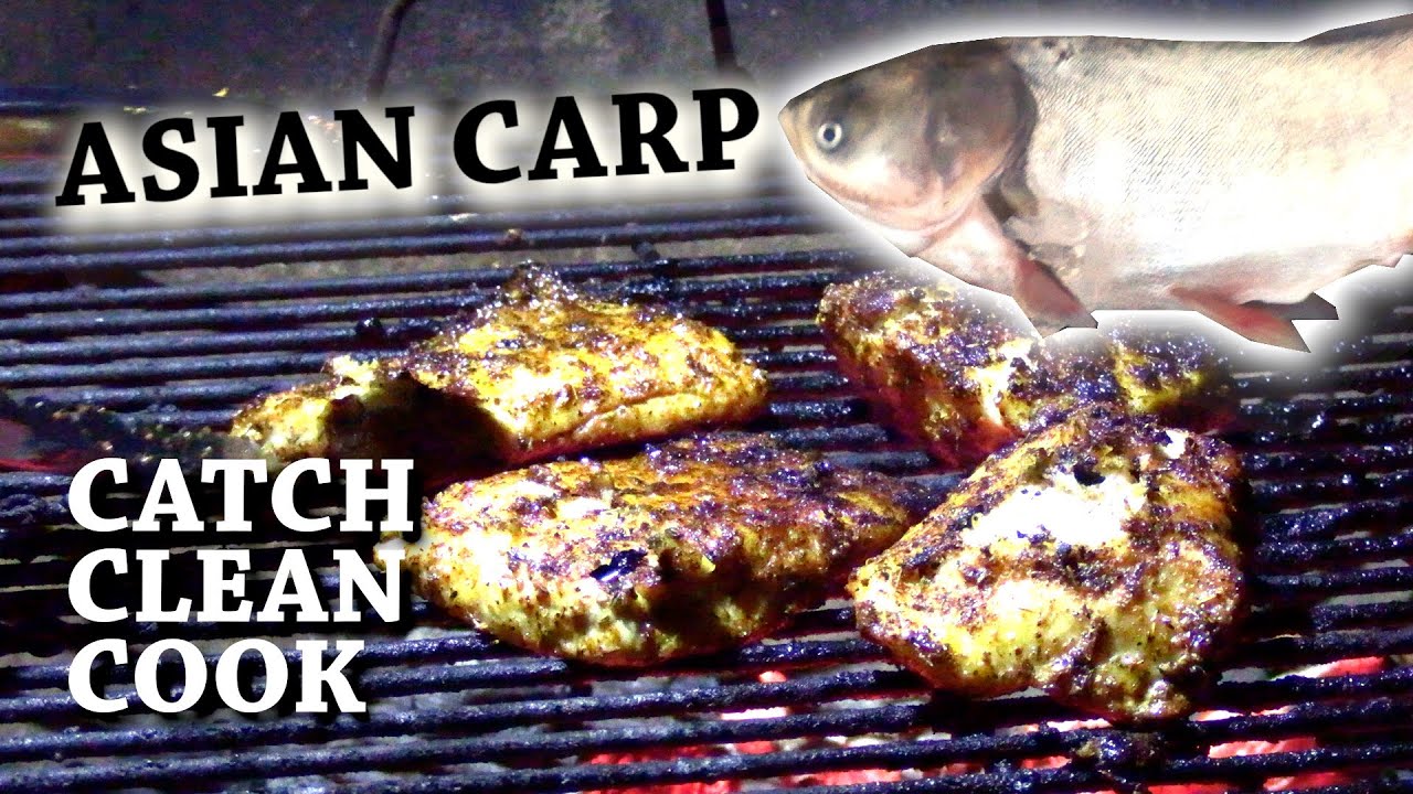 SILVER CARP: Catch 'n Cook - Grilled vs Fried REVIEW