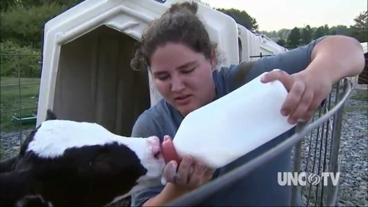 Dairy Farmer Randy Lewis | NC Now | UNC-TV