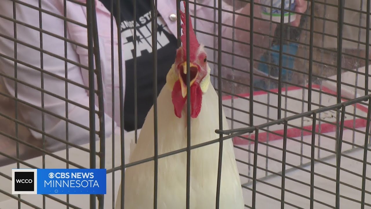 State fair barn packed for rooster crowing contest
