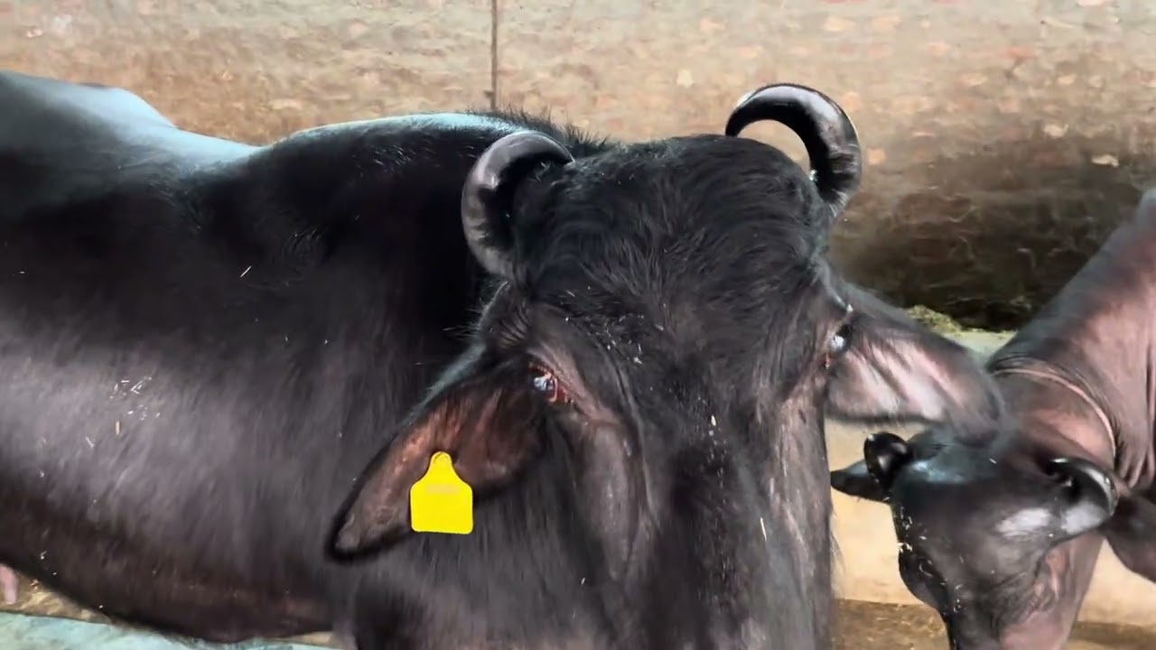 ਹਰਬੰਤ ਭੁਟਾਲ ਡਾਇਰੀ ਫਾਰਮ #cow #baffalo #dairyfarm #farming #dairyherd #animals #animals #farm 