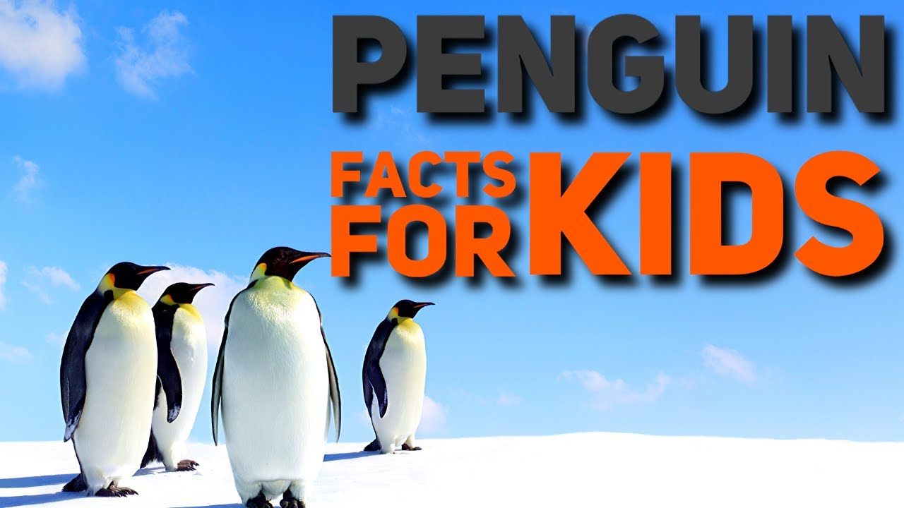 Penguin Facts for Kids | Penguin Facts for Kindergarten