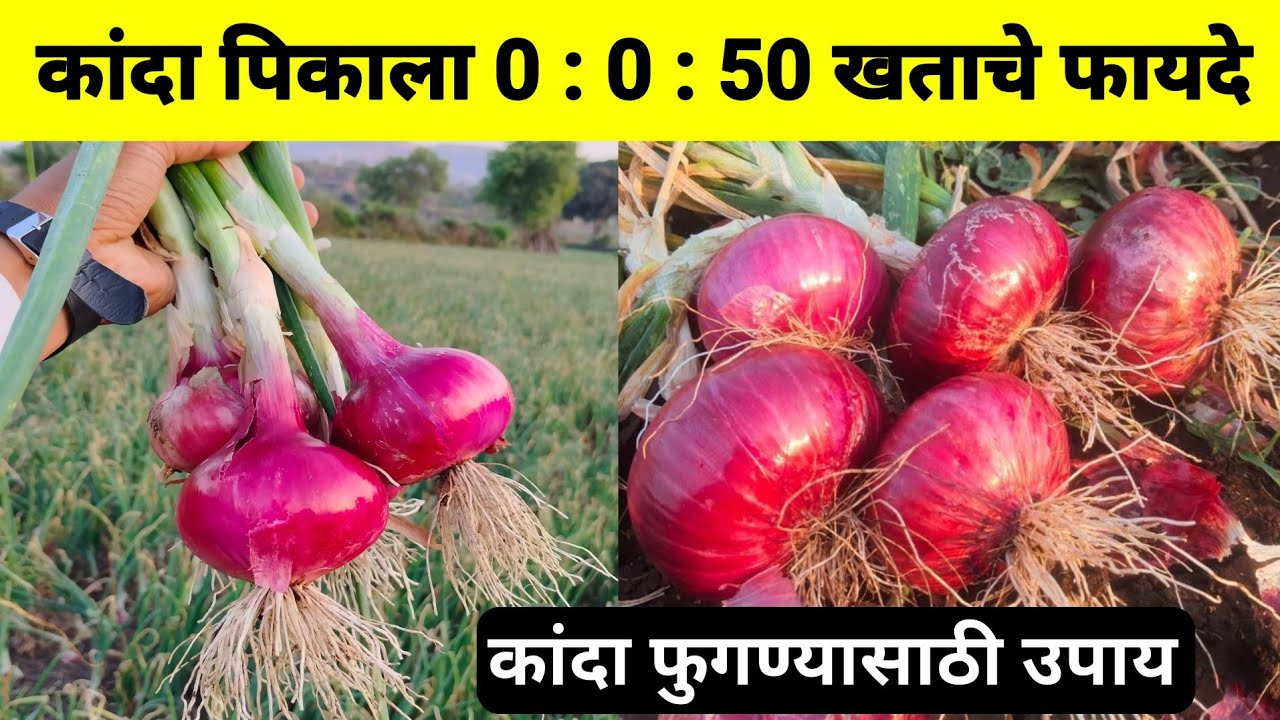 कांदा पिकाला 0 0 50 खताचे फायदे | kanda fugavan | कांदा फुगण्यासाठी उपाय | कांदा फवारणी |milind bhor